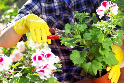 The image shows a person wearing a blue checkered shirt and bright yellow gardening gloves, engaged in gardening work in an outdoor garden. The individual is trimming or pruning a healthy, lush green potted plant with large, ruffled white flowers that have striking pink and red accents. The planter is placed on a wooden surface, surrounded by other flowering plants and greenery, indicating a well-maintained garden space. The garden features a combination of dense foliage, with some areas showcasing soil borders and possibly flower beds, while the background suggests a garden setting typical of outdoor residential areas in Maida Vale or nearby London districts. Natural daylight illuminates the scene, emphasizing the vibrant colours of the foliage and blooms. This scene aligns with professional gardening and landscaping services focused on plant care, pruning, and maintaining lush, attractive garden environments consistent with the offerings of Lawn Mowing Maida Vale.