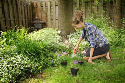 Healthy and well-maintained privacy hedges
